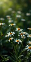 Field filled with white daisies blooming under soft sunlight in a tranquil natural setting photo
