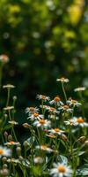 Natural garden setting filled with blooming wildflowers in vibrant green surroundings during sunny spring afternoon photo