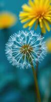 Delicate white dandelion surrounded by vibrant yellow flowers in a garden setting during springtime photo