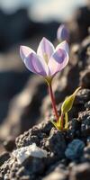 Beautiful purple flower blooming from rocky surface under sunlight in natural setting photo