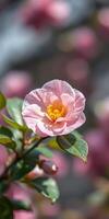 Beautiful pink flower in full bloom with yellow center against a blurred background of blossoms in springtime photo