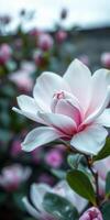 Beautiful magnolia flower blooming in a garden during spring surrounded by pink blossoms and lush foliage photo