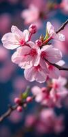 Delicate cherry blossoms bloom in spring, showcasing a vibrant display of pink flowers against a serene blue background photo