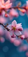 Soft pink cherry blossoms blooming on a branch against a blurred blue background during spring season photo
