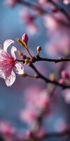 Cherry blossom branches display delicate pink flowers under a clear blue sky during springtime in a tranquil garden photo