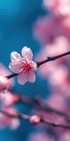 Beautiful cherry blossom bloom against a clear blue sky, highlighting nature's elegance in springtime photo