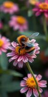 Bumblebee gathers pollen from pink flower in a vibrant garden during sunny spring afternoon photo