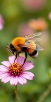 Close-up view of a bee collecting pollen from a vibrant pink flower in a natural garden setting photo