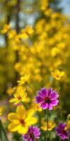 Vibrant spring garden featuring yellow daisies and a purple flower in full bloom under bright sunlight photo