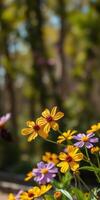 Colorful yellow and purple flowers bloom in a serene garden during late spring amidst lush greenery photo
