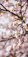 Cherry blossoms bloom beautifully in spring sunlight, creating a tranquil scene of nature's renewal photo