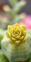 Succulent plant with vibrant green rosette blooming in a garden setting during daylight photo
