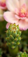 Beautiful close-up of a succulent with soft pink flowers in a vibrant garden setting photo