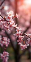 Cherry blossom branches bloom under soft sunlight in a serene garden during spring photo