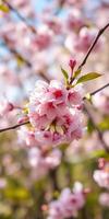 Cherry blossoms bloom vibrantly in a sunny park during early spring in a serene garden setting photo