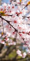 Spring blossoms fill the branches with delicate pink flowers in a sunny park photo
