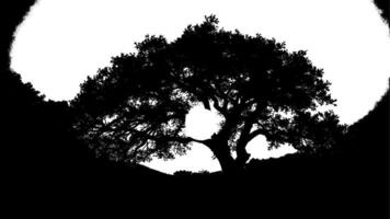 A black and white image of a tree in the middle of the night vector
