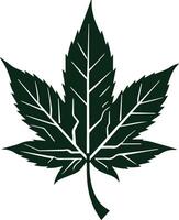 Maple Leaf icons, Maple leaves illustration vector