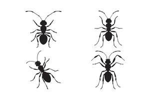 Set of Four Detailed Ant Silhouettes for Insect Art Design vector