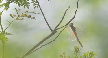 a dragonfly that lands on a dry branch photo