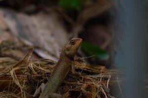 shot on wild calotes. -Calotes is a genus of lizards in the draconine clade of the family Agamidae. The genus contains 29 species. photo