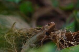 shot on wild calotes. -Calotes is a genus of lizards in the draconine clade of the family Agamidae. The genus contains 29 species. photo