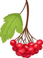 Branch of red viburnum berries with leaves on the branch. cartoon illustration vector