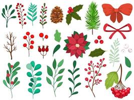Set of different winter plants. Collection of berries, branches, illustration of poinsettia flower, cones and others. vector