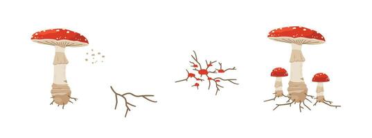 The life cycle of a fungus from spore to mature fungus on a white background vector