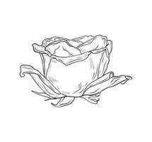 graphics flower rose. Black and white drawing, hand drawn line art. Plant, realistic drawing of flower. Vintage line drawing. Flowers in engraving style. Hand drawn realistic open rosebud. vector