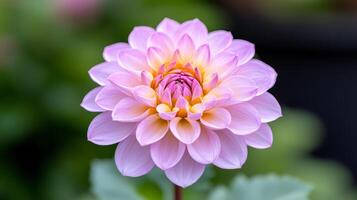 Stunning close up of colorful flower with pink petals and yellow center photo