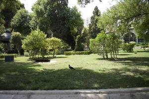Lush Green Park with Bird on Grass photo