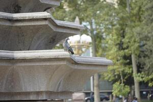 Pigeon on Fountain Edge in Urban Park photo