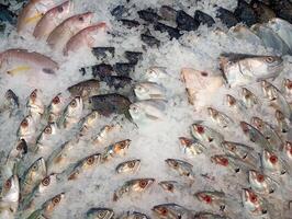 A photo of fish display in a supermarket with ice underneath to keep them fresh.