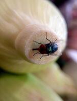 A photo of a green fly landing on the tip of a raw corn cob in the market.