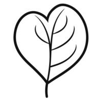 Heart shaped leaf with thin black outline on transparent background vector