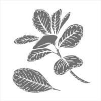 Silhouette botanical illustration of leaves with visible veins. Hand-drawn floral element with a bush branch. Perfect for creating graphic resource in simple style and packaging designs. vector