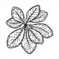 Outline botanical illustration of leaves with visible veins. Hand-drawn floral element with a bush branch. Perfect for creating graphic resource in line art style and packaging designs. vector