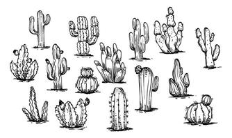 Cactus handdrawn collection vector