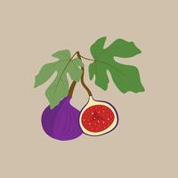 Whole and cut fig with thin skin and many small seeds inside. Fruit on branch with green leaves. vector