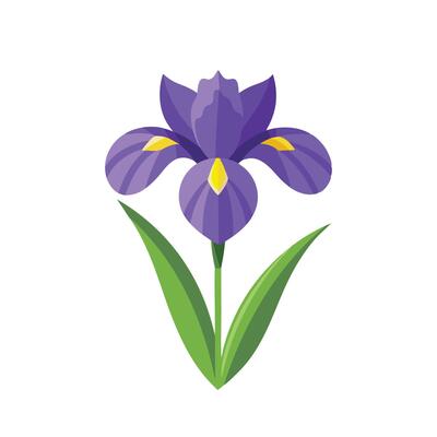 Iris flower isolated flat illustration on white background.