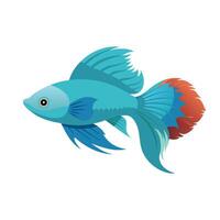 Betta fish isolated flat illustration on white background vector