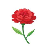 Carnation flower isolated flat illustration on white background vector