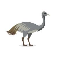 Emu isolated flat illustration on white background. vector