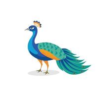 Peafowl bird isolated flat illustration on white background. vector