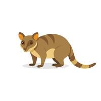 Cuscus isolated flat illustration on white background vector