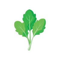 Fresh green arugula leaves isolated flat illustration wihte background vector