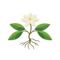 Jasmine flower with root isolated flat illustration on white background vector