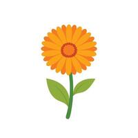 Calendula flower isolated flat illustration on white background vector