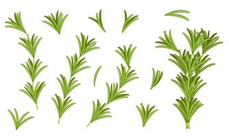 illustration of rosemary isolated on white background. Fresh Greenery Image. Pictures for packaging design and culinary products. vector